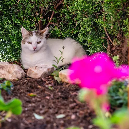 Johanna In Mayrhofen-hippach- Naehe Der Skipiste Hippach